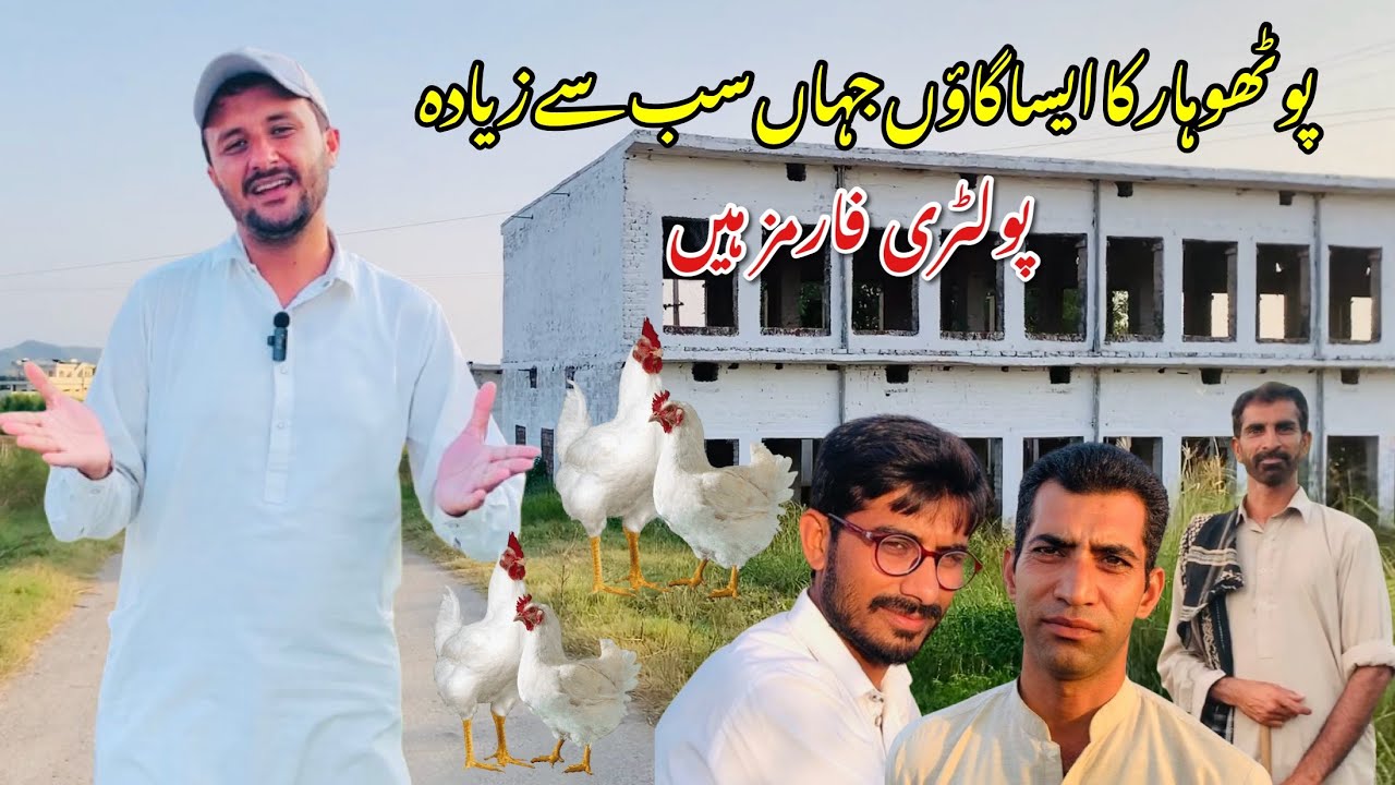 Pothwar Village Where Mostly People are Poultry Farmers || Gaigi Syedan Sohawa