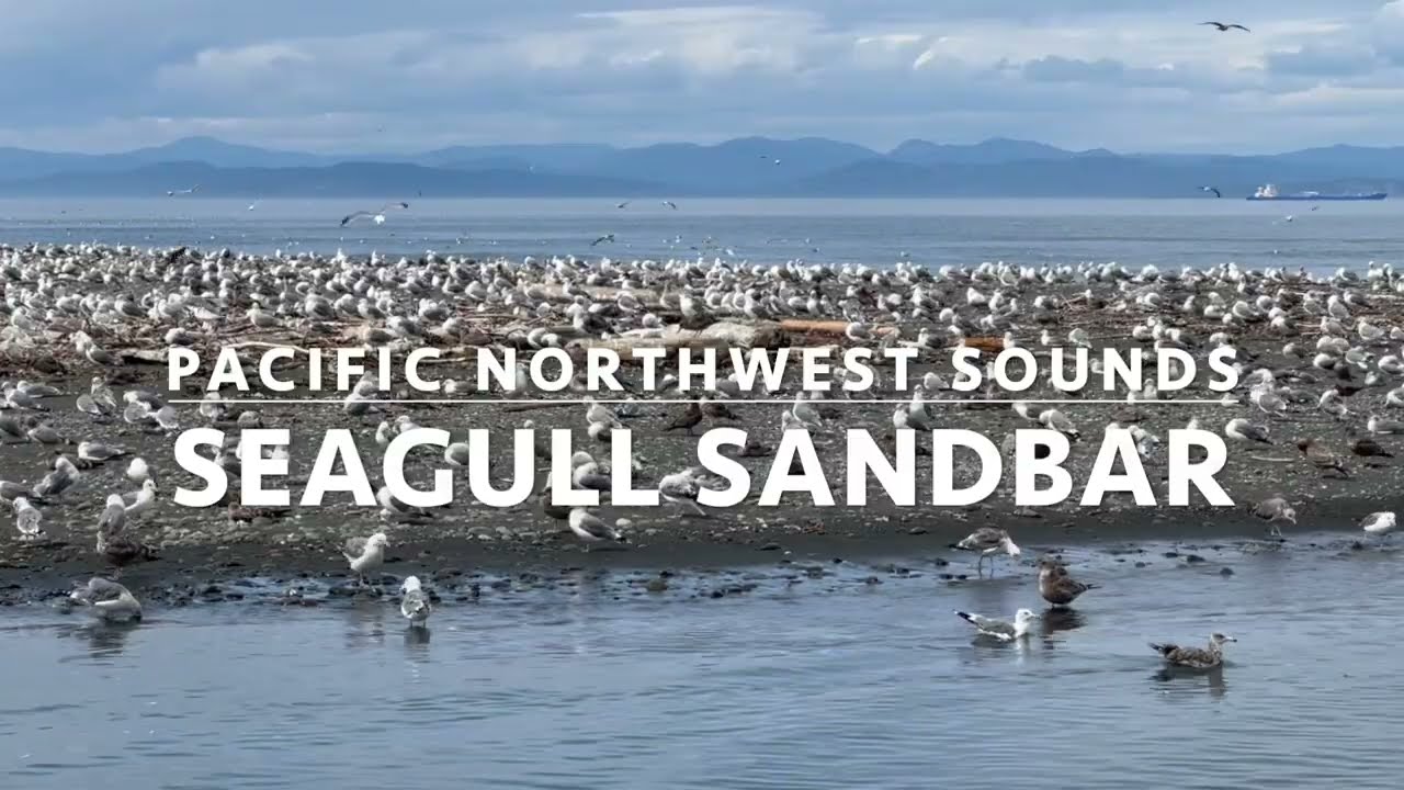 HD Video: Hundreds of Seagulls, Lower Elwah River