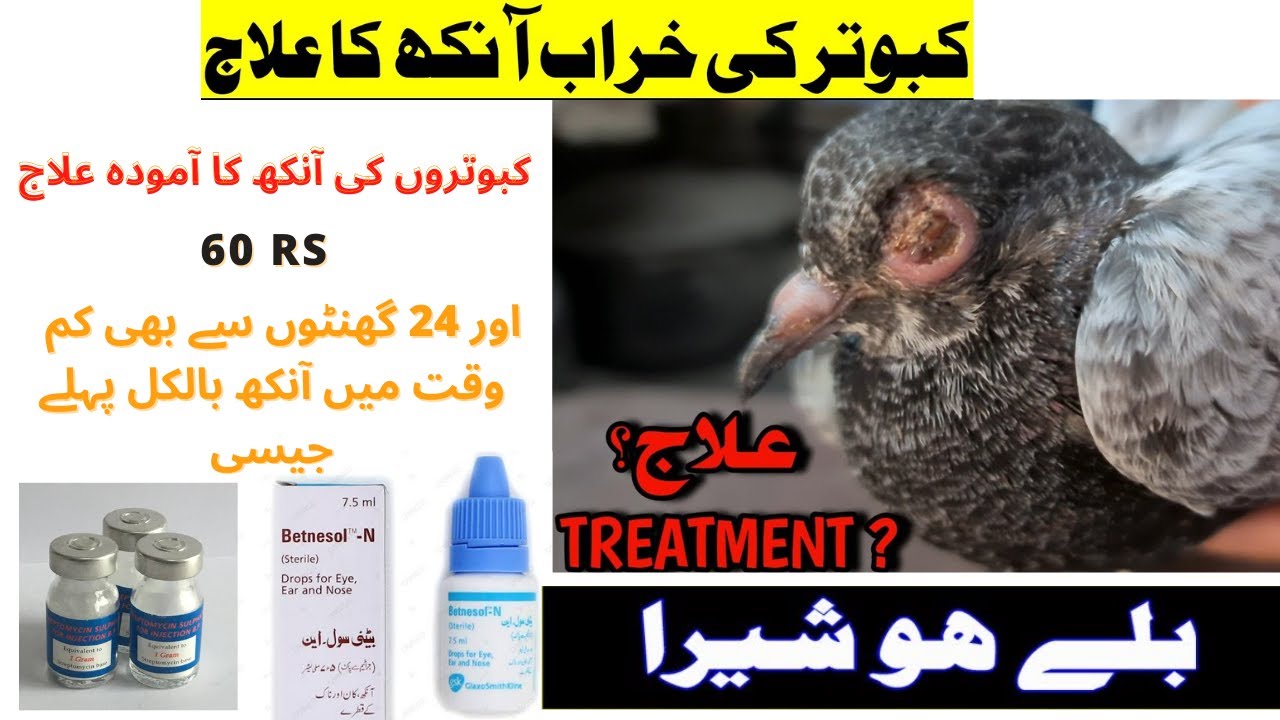 Pigeons eyes problem and treatment ll eye infection treatment ll کبوتر کی  خراب آنکھوں کا علاج
