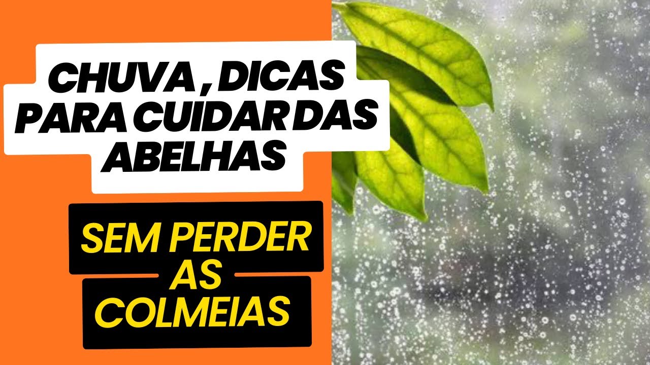 Quais cuidados devo ter com as colmeias no período da chuva?