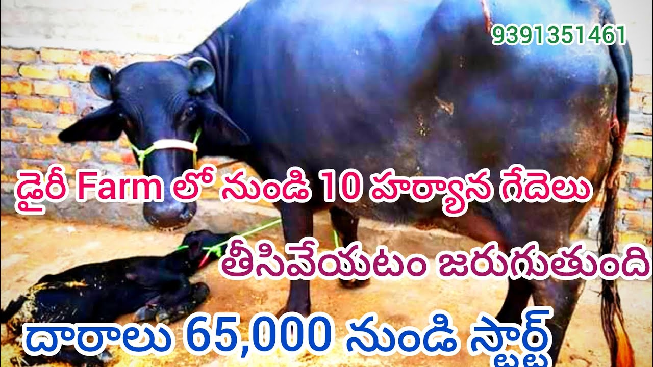 డైరీ Farm లో నుండి 10 హర్యాన గేదెలు తీసివేయటం జరుగుతుంది ధారాలు 65,000 నుండి స్టార్ట్ Ph:9391351461
