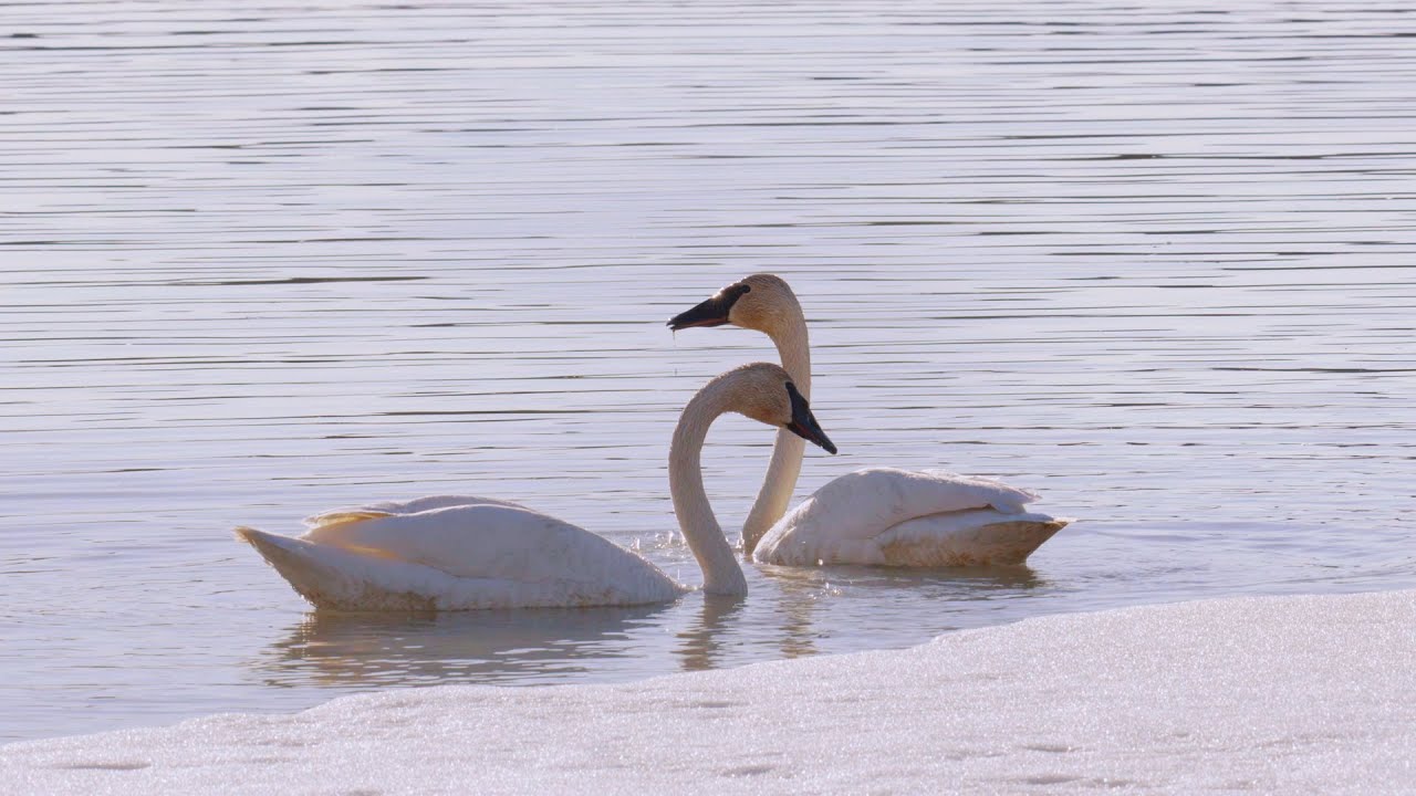 Every year, thousands of trumpeter swans flock to McClintock Bay, Yukon
