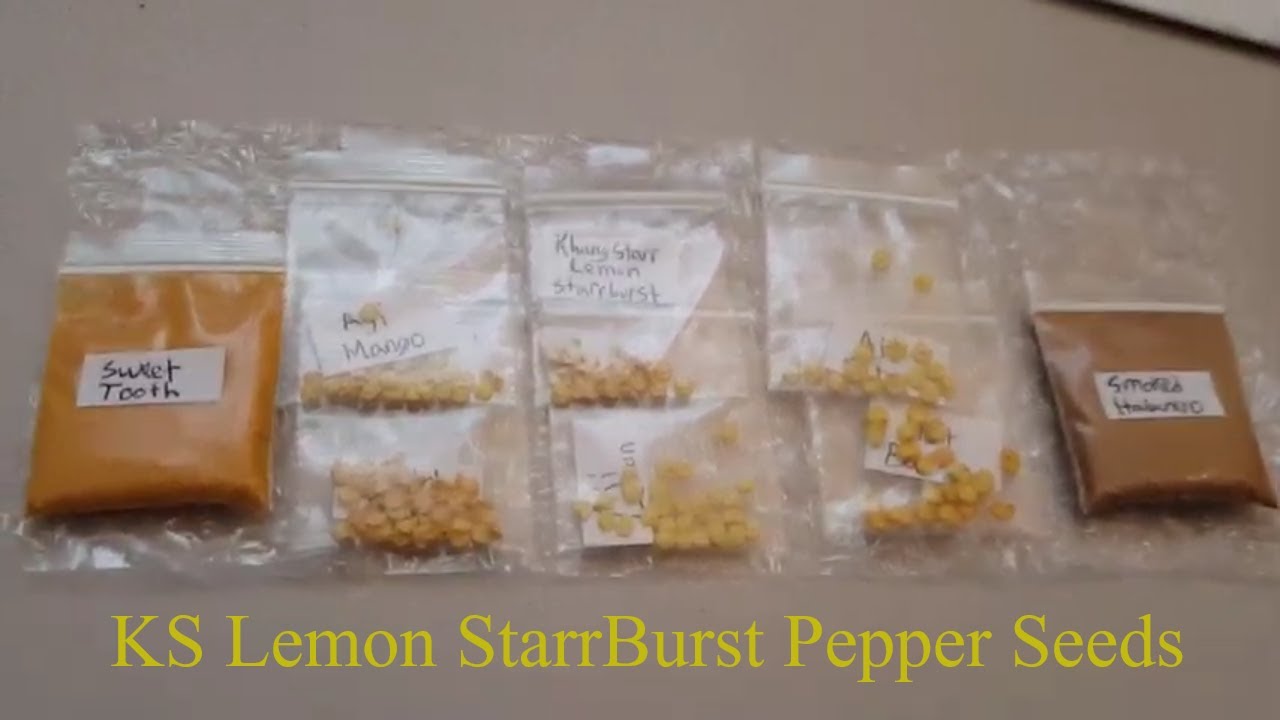 KS Lemon StarrBurst Pepper Seeds from Rob Blumberg