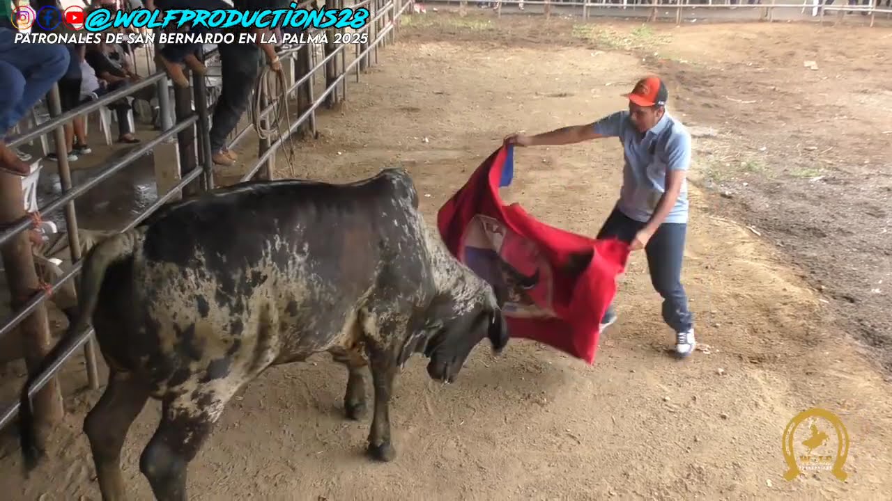 Toros en Patronales de La Palma de Las Tablas 16 agosto 2025 
