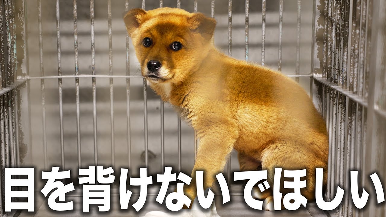 【総集編】2025年に広島愛護センターにいた大量の犬たち見せます