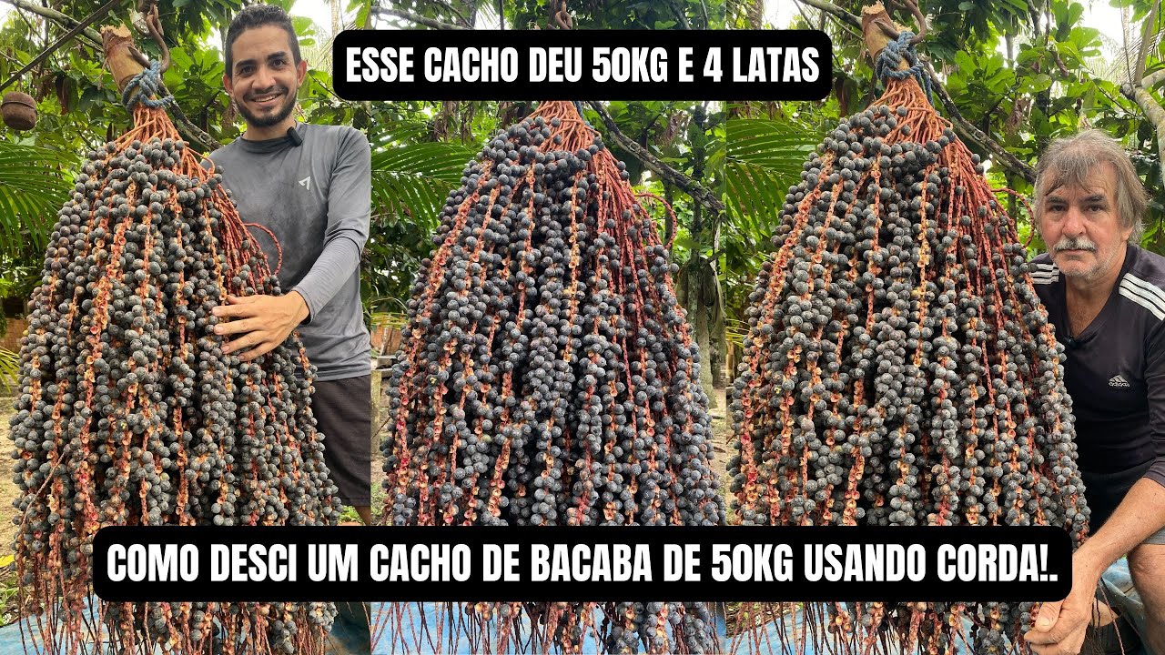 CACHO DE BACABA DE 50KG E 04 LATAS!.