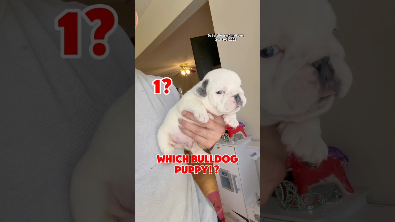 Какого щенка мини-бульдога вы выберете?