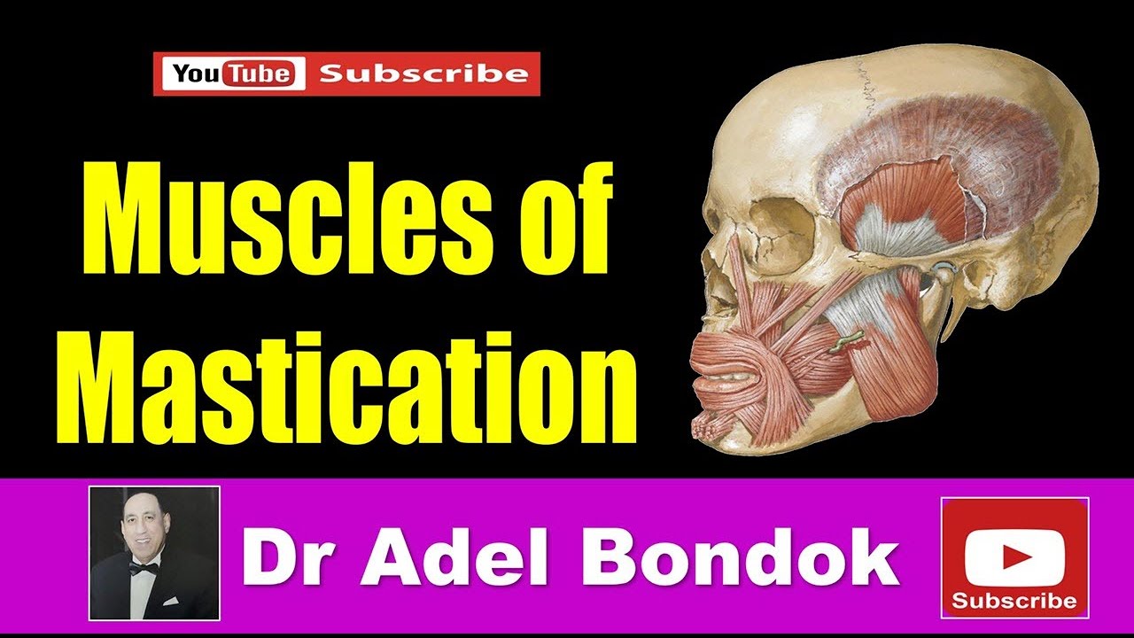 Infratemporal Fossa and Muscles of Mastication, Dr Adel Bondok