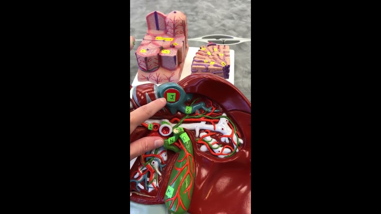 Dr. B Internal Organ GI models