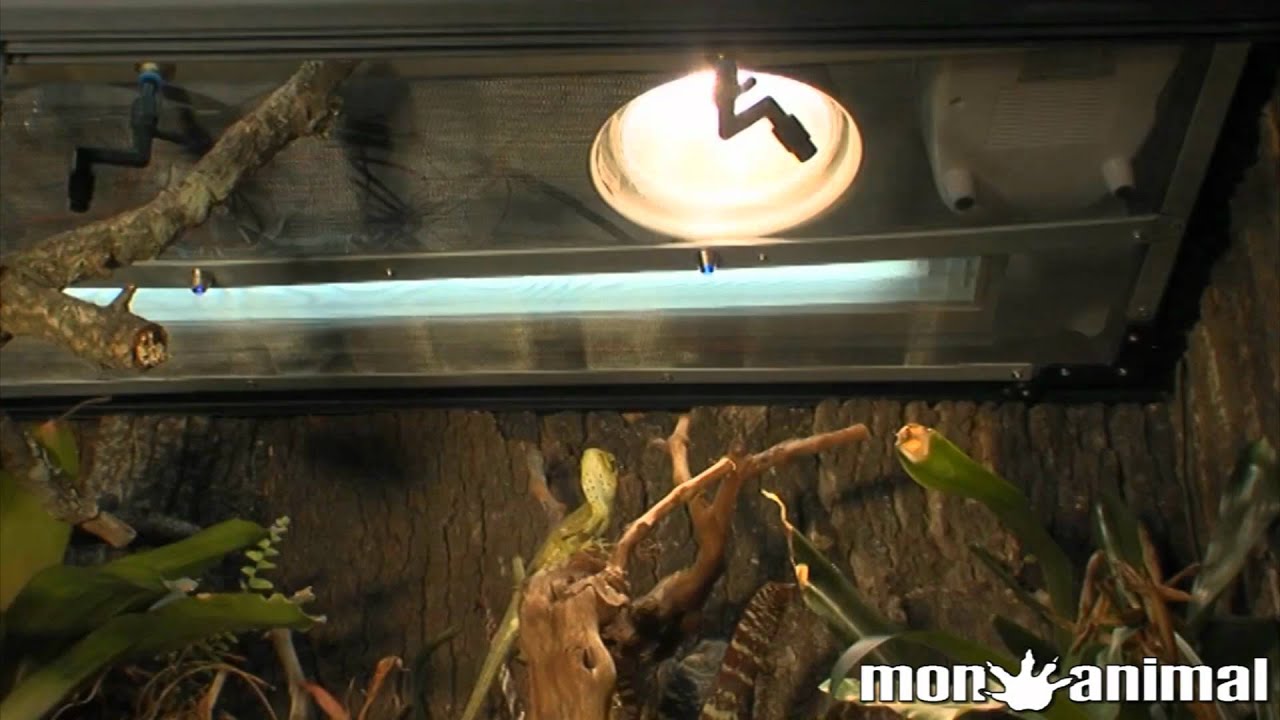 Lucky Reptile 2ª Parte