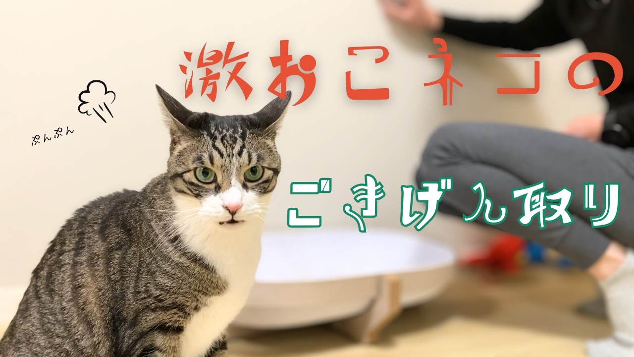 一日家を空けたら愛猫が拗ねちゃいました