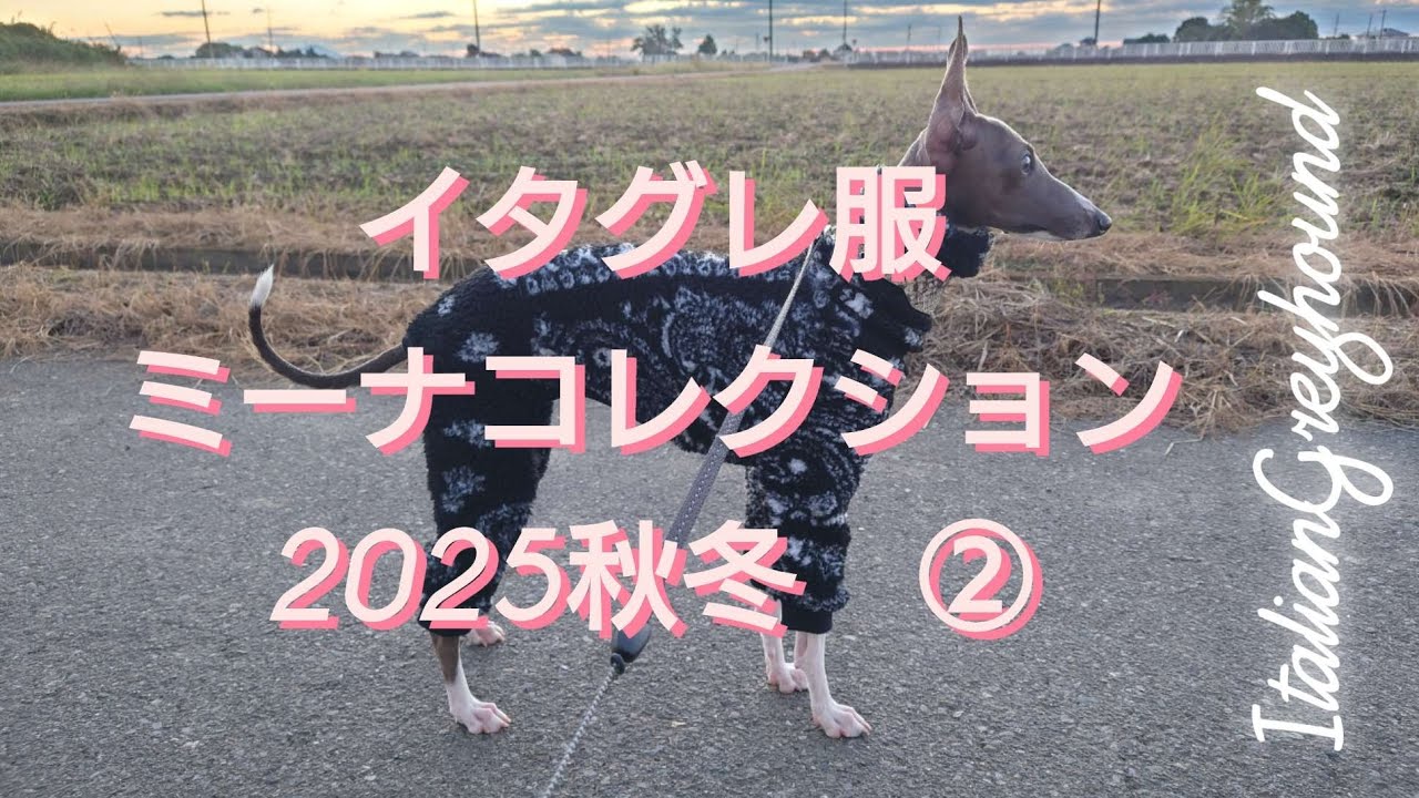 【イタグレ服】2025年秋冬ミーナコレクション②【生後9ヶ月】