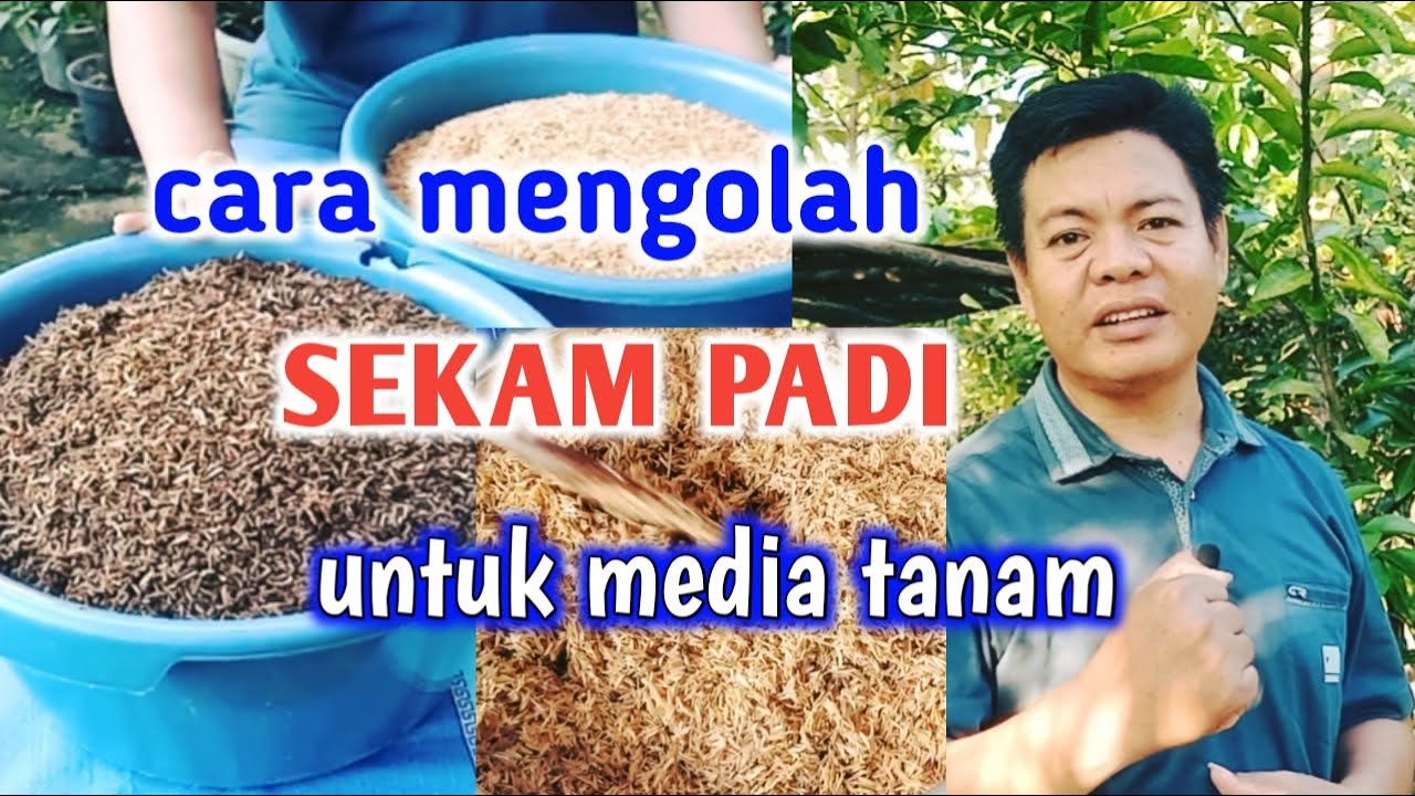 5 Cara Mengolah Sekam Padi Untuk Pertanian 