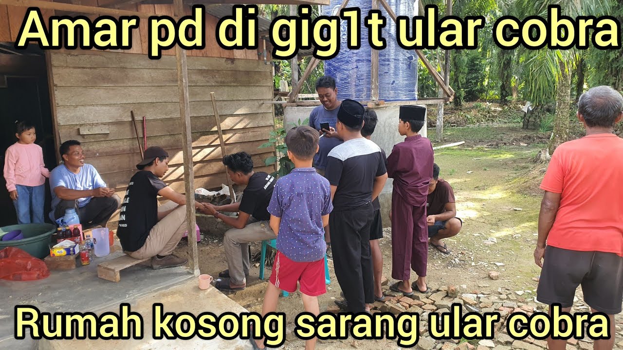 AMAR PD DI GIG1T ULAR COBRA SAAT EVAKUASI DI RUMAH KOSONG DAN BANYAK TELUR COBRA NYA DI LANTAI RUMAH