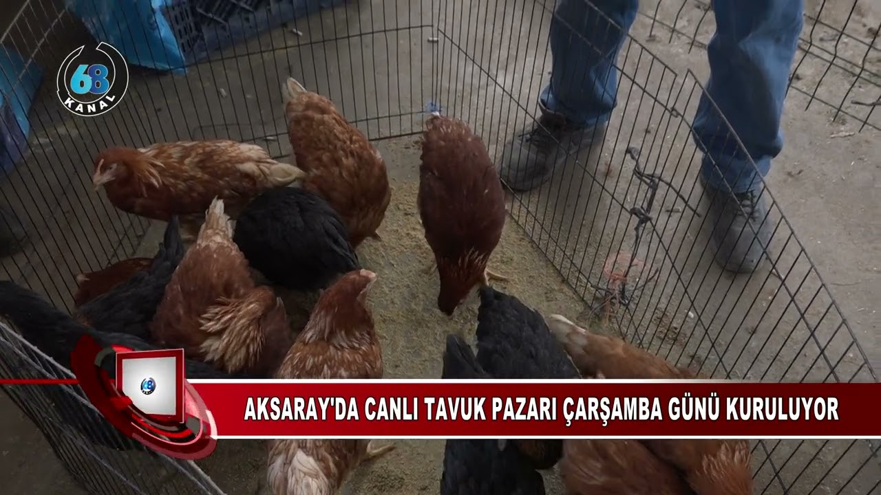 AKSARAY'DA CANLI TAVUK PAZARI ÇARŞAMBA GÜNÜ KURULUYOR