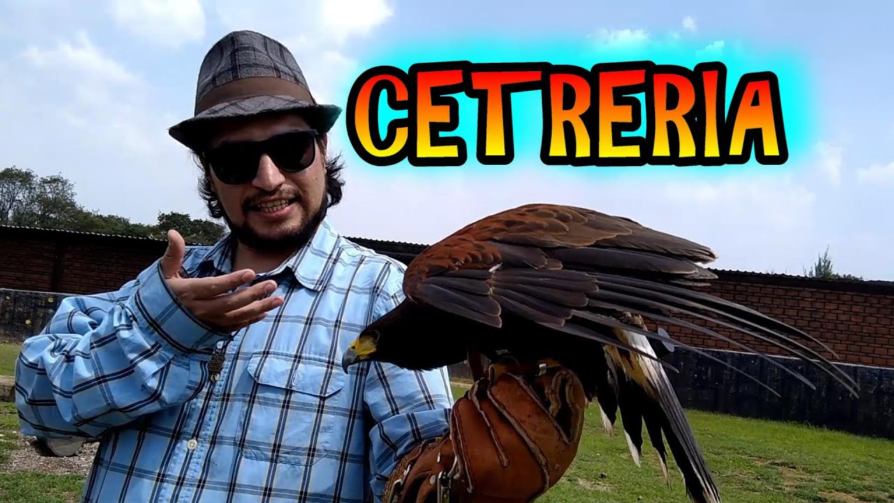 cetrería 🦅 para principiantes 😮como empezar ¿aves rapaces de mascotas? (México) *EsAli* entrevista