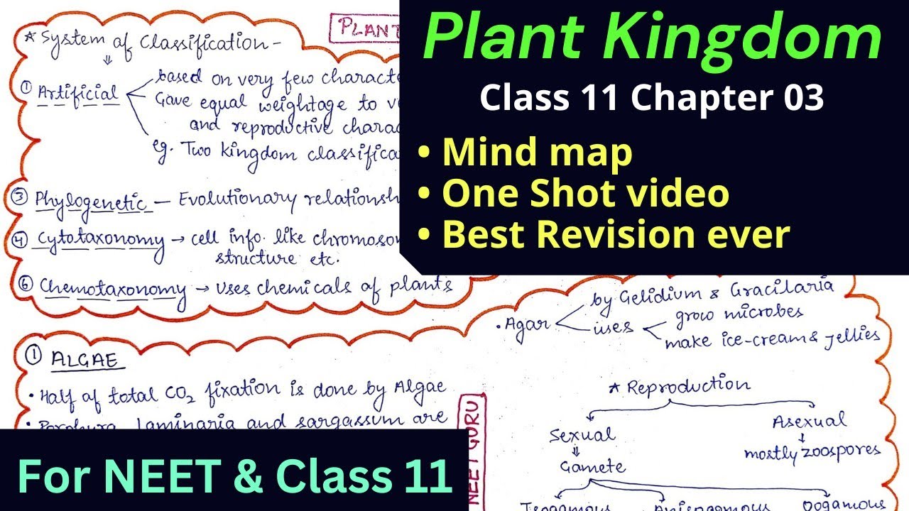 *Updated* Plant Kingdom mind map for NEET and Class 11 One shot video Best revision ever 