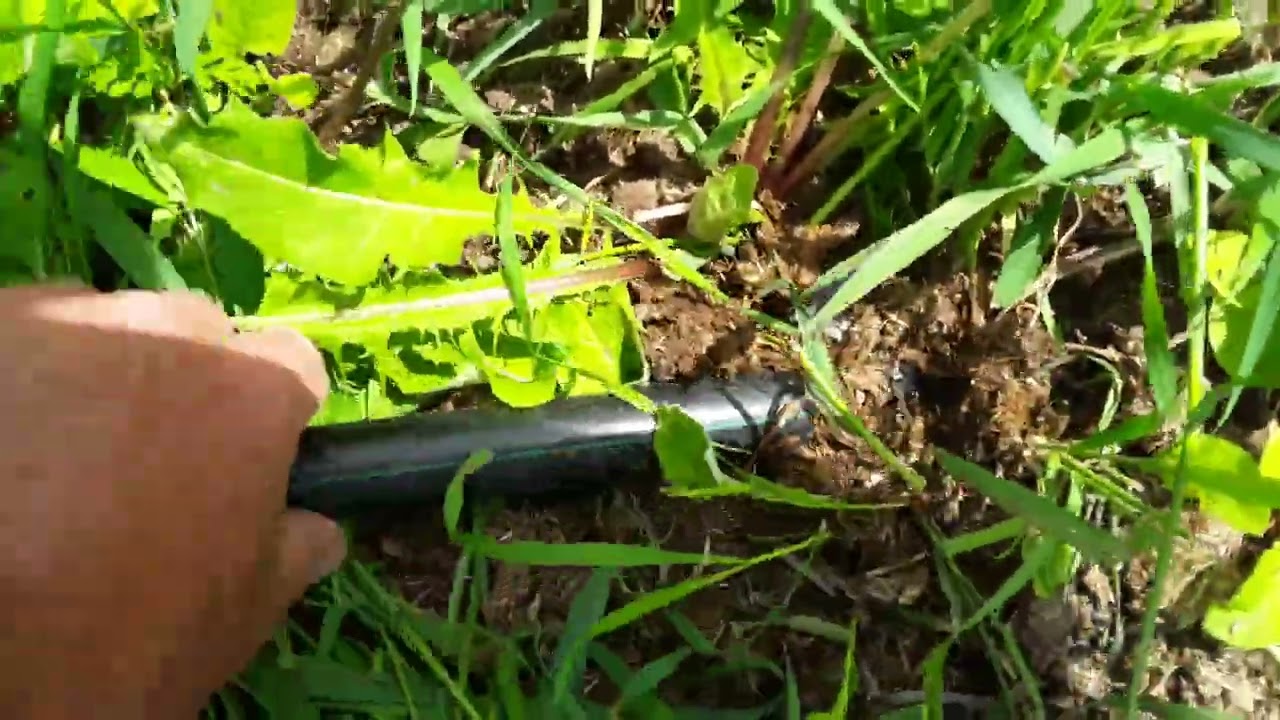 How we tether our goats safely. Weed control on the homestead! Check out this method!