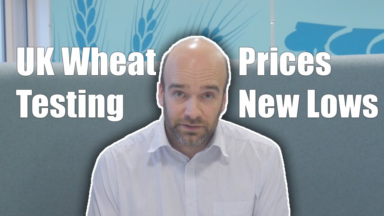 UK wheat prices testing new lows