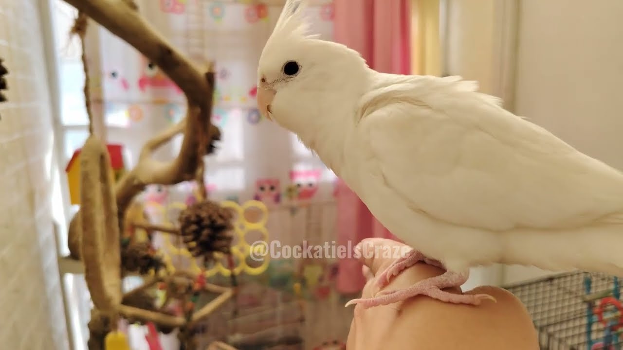 These cockatiels are stealing hearts one cute moment at a time! 🦜💖 #cockatielscraze 