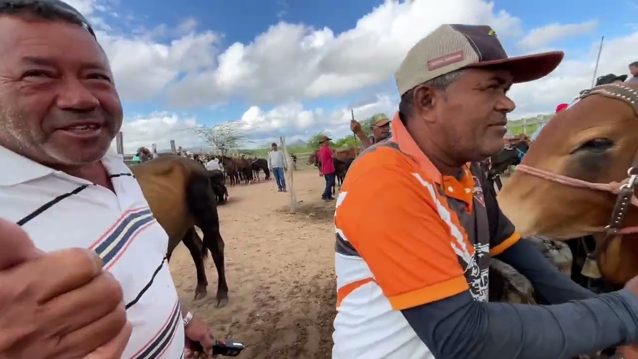 Com 500 Reais Você Compra Gado em Senador Rui palmeira - AL 17 - 02 - 2026 #nordeste
