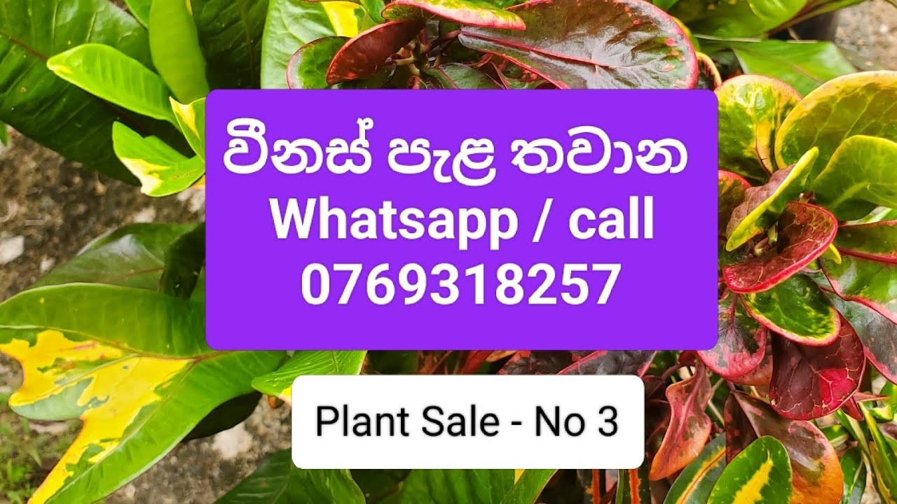 රු100/- සිට විසිතුරු පැළ අඩුවට | Plant Collection No 3 | Venus Plants | 0769318257