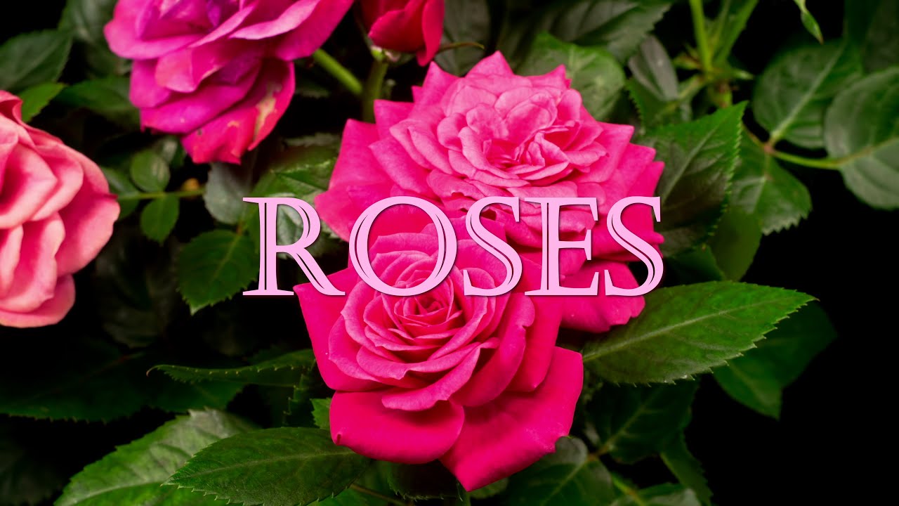 World's MOST Beautiful ROSES 🌺 Relaxing Rose Garden Walks 🌹 Enchanting Rosas for Rosarians