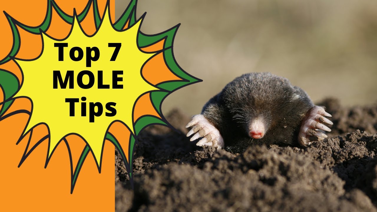 How To Get Rid of Moles in Your Yard