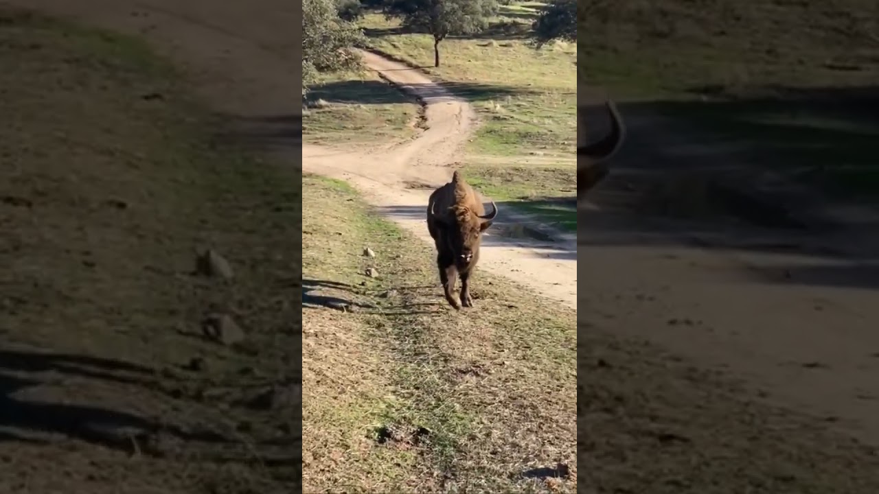 🟠 Reintroducci&oacute;n de un BISONTE EUROPEO EN ESPA&Ntilde;A 🦬🇪🇸