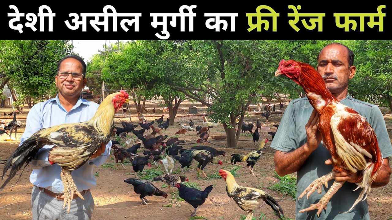 फलों के बगीचे में चौधरी साहब का देशी असील मुर्गी फार्म | Free Range Desi Murgi Palan | Desi Poultry