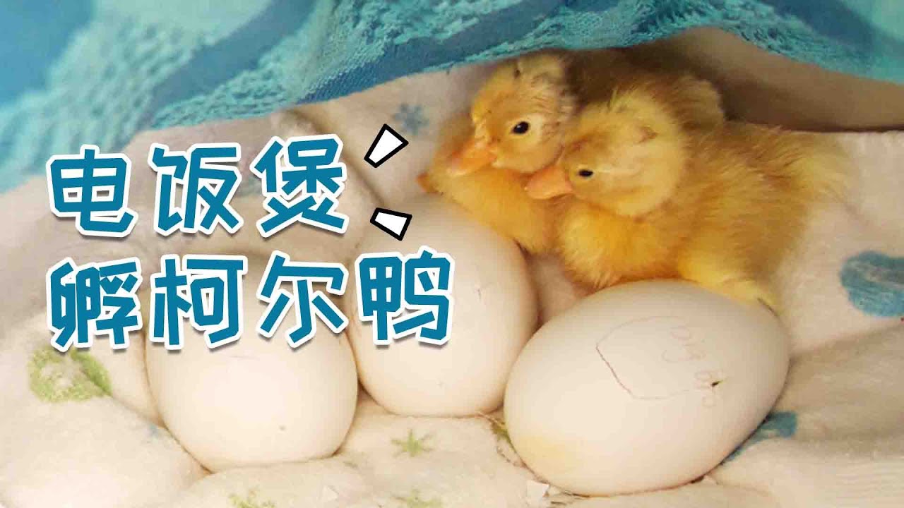 【电饭煲孵柯尔鸭】28天手剥柯尔鸭Vs.30天顺产小鹅