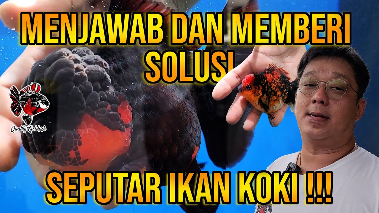 MENJAWAB DAN MEMBERIKAN SOLUSI UNTUK PERTANYAAN SEPUTAR IKAN KOKI DI KOLOM KOMENTAR !!!