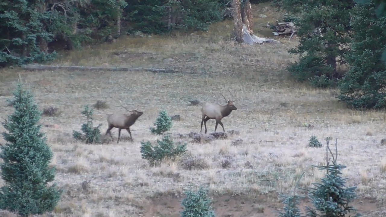 Backpacking San Pedro Parks Wilderness | Day 2 | Elk, Wild Turkey, & Hiking To San Pedro Peaks!