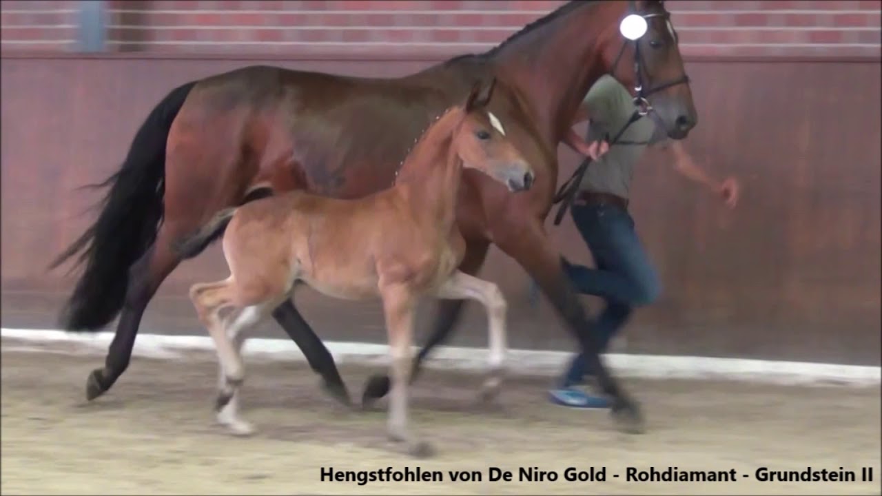 DE NIRO GOLD - www.gestuet-sprehe.de