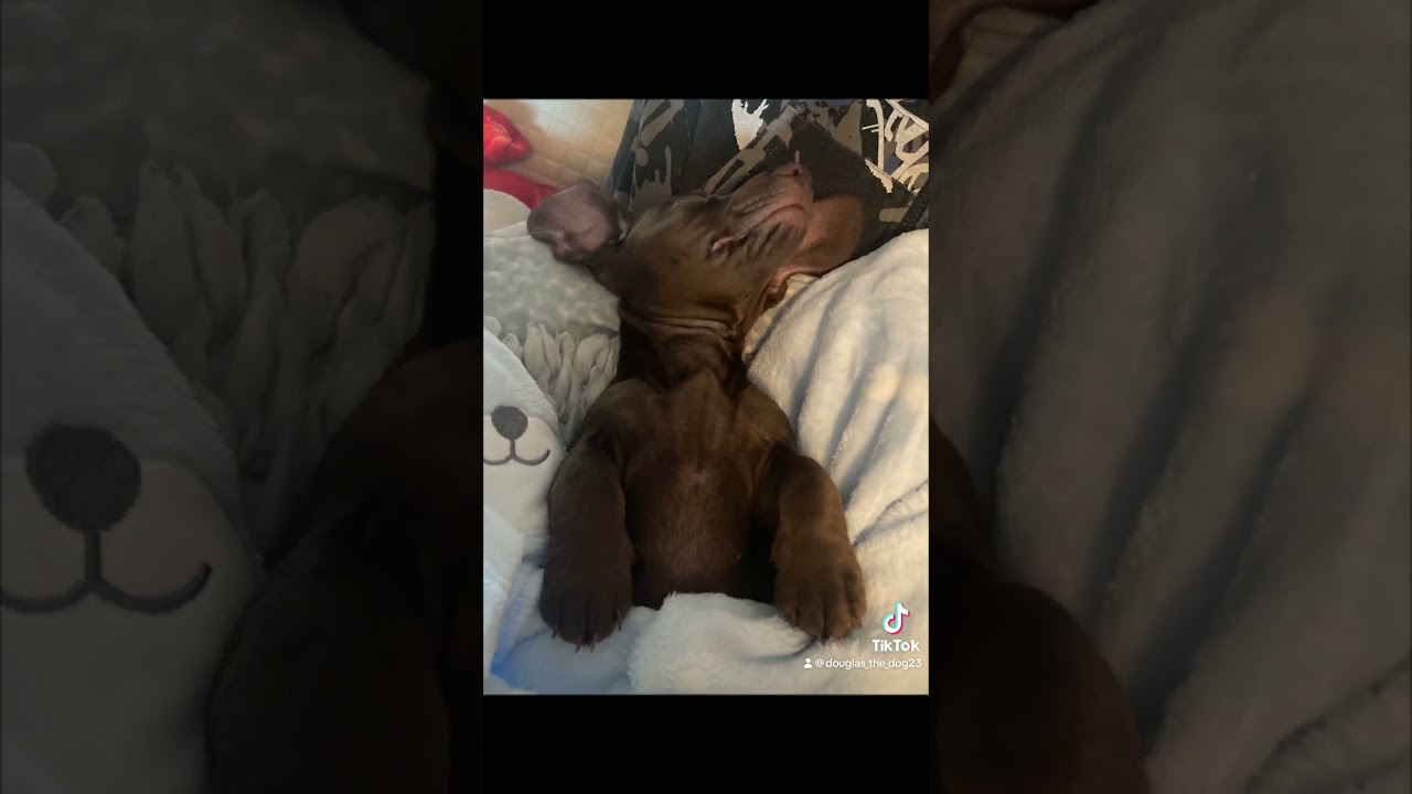 my wee little puppy sossage dog miniture
