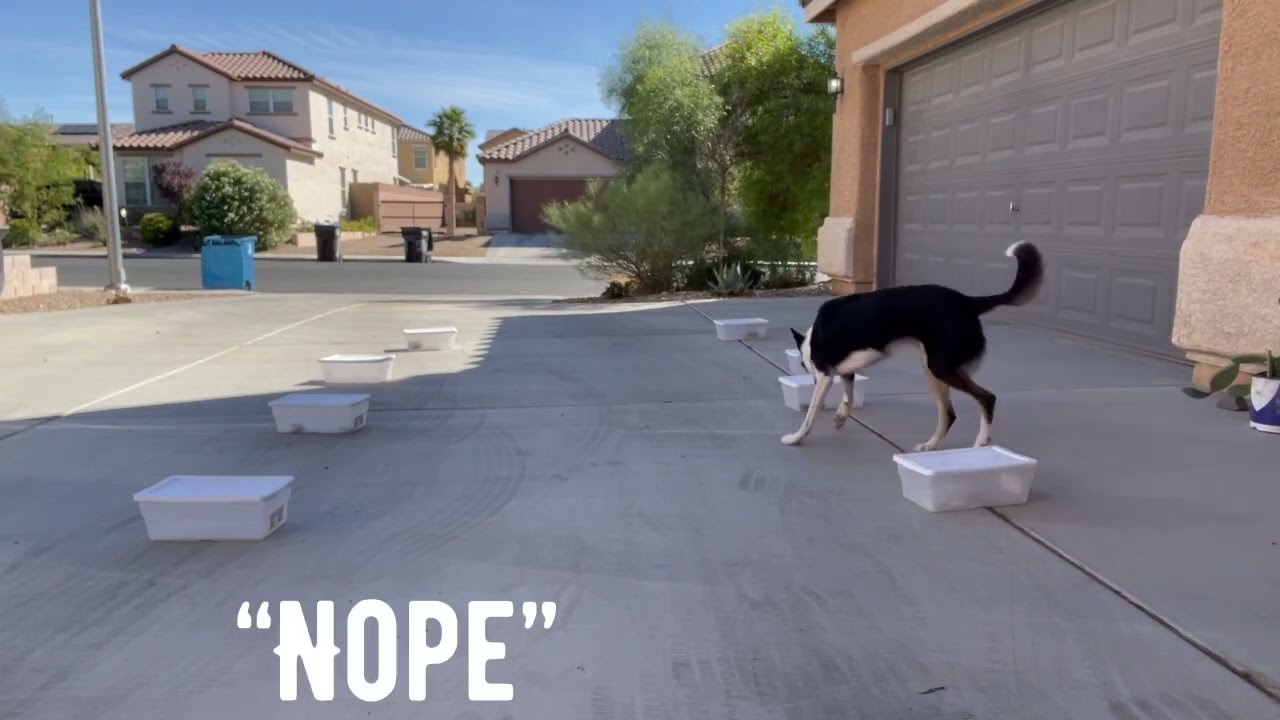 What is a NO REWARD MARKER and how to use it.