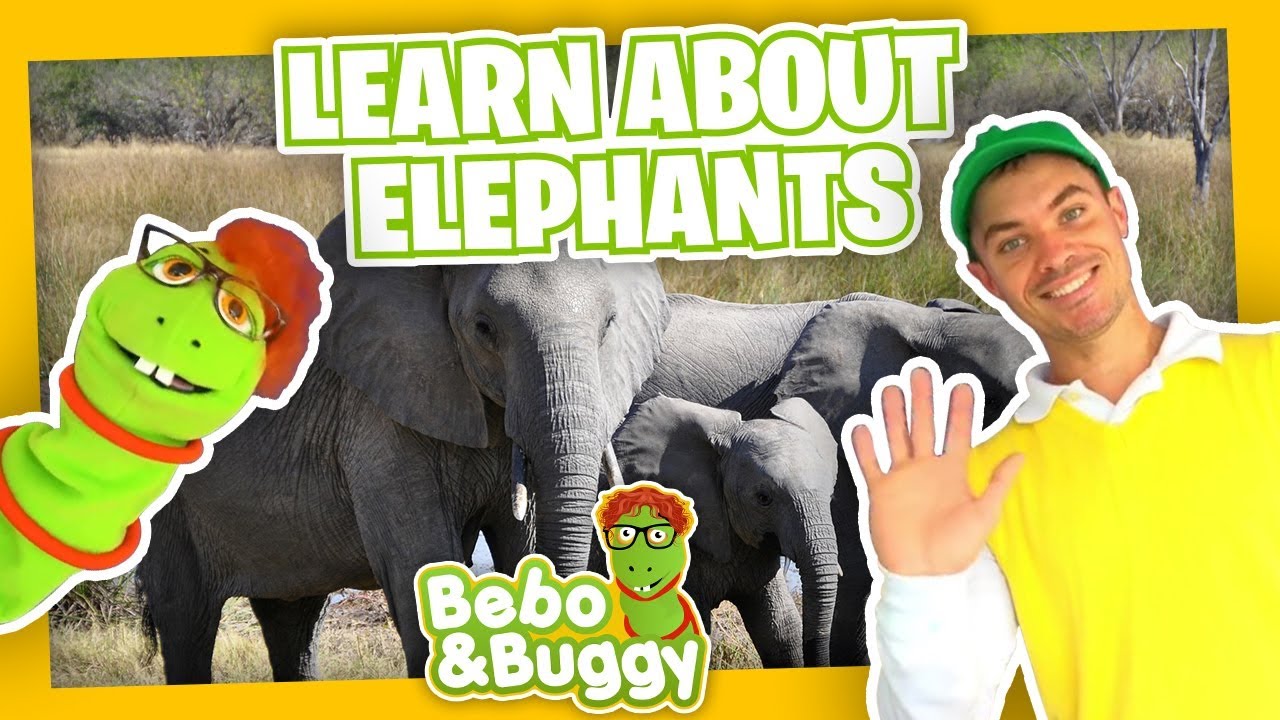 Elephant Facts For Kids | Preschool Lesson About Animals