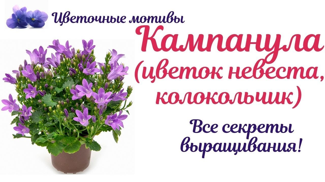 Кампанула (цветок жених невеста, колокольчик): посадка, уход, размножение. Домашняя королева!