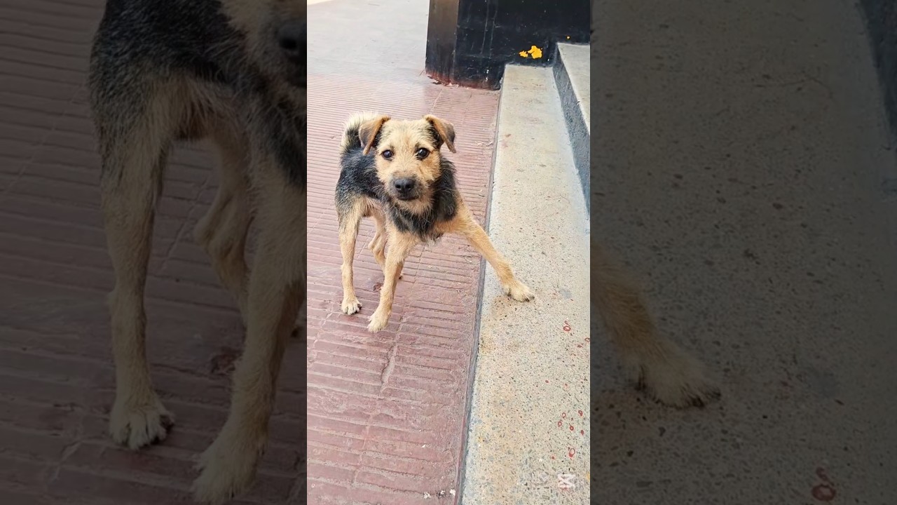 Perrito de ojos lindos 