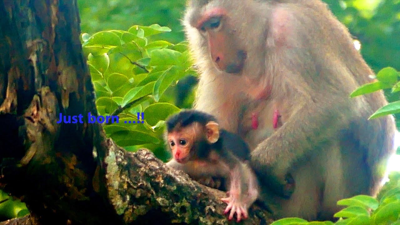 God Bless ! Really so worry mama TEVA lack careful to Newborn baby - she put newborn on high a tree