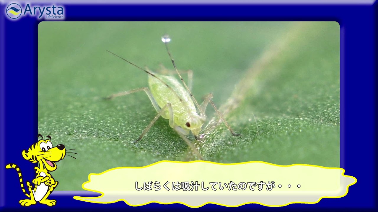 殺虫剤の「オルトラン」　散布後のアブラムシへの効果を紹介した動画です。（アリスタライフサイエンス）