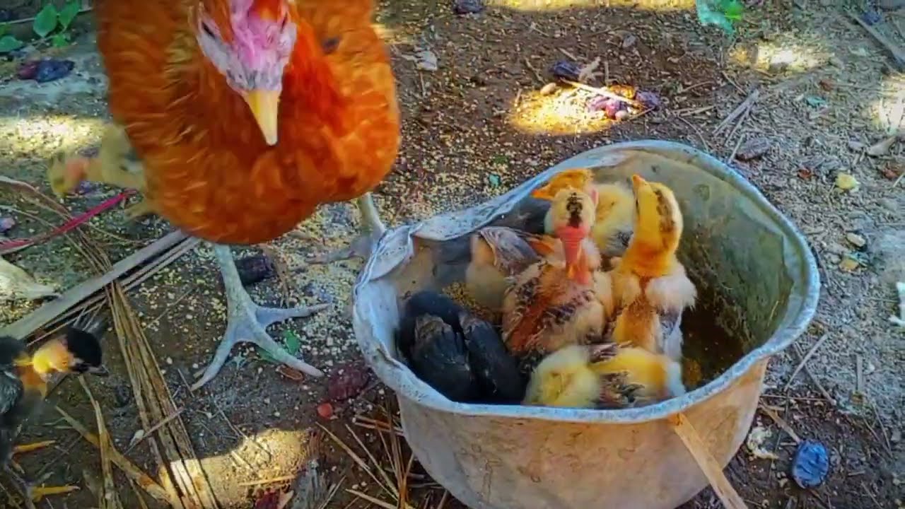 اجمل افراخ دجاج تشوفهن🙂🙂