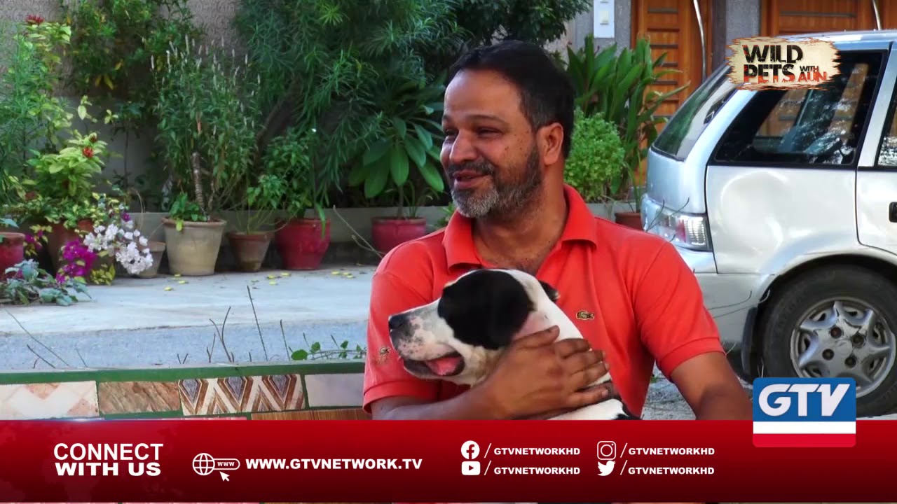 Pitbull, The Most Strongest Dog | Wild Pets with Aun, 1st December 2019