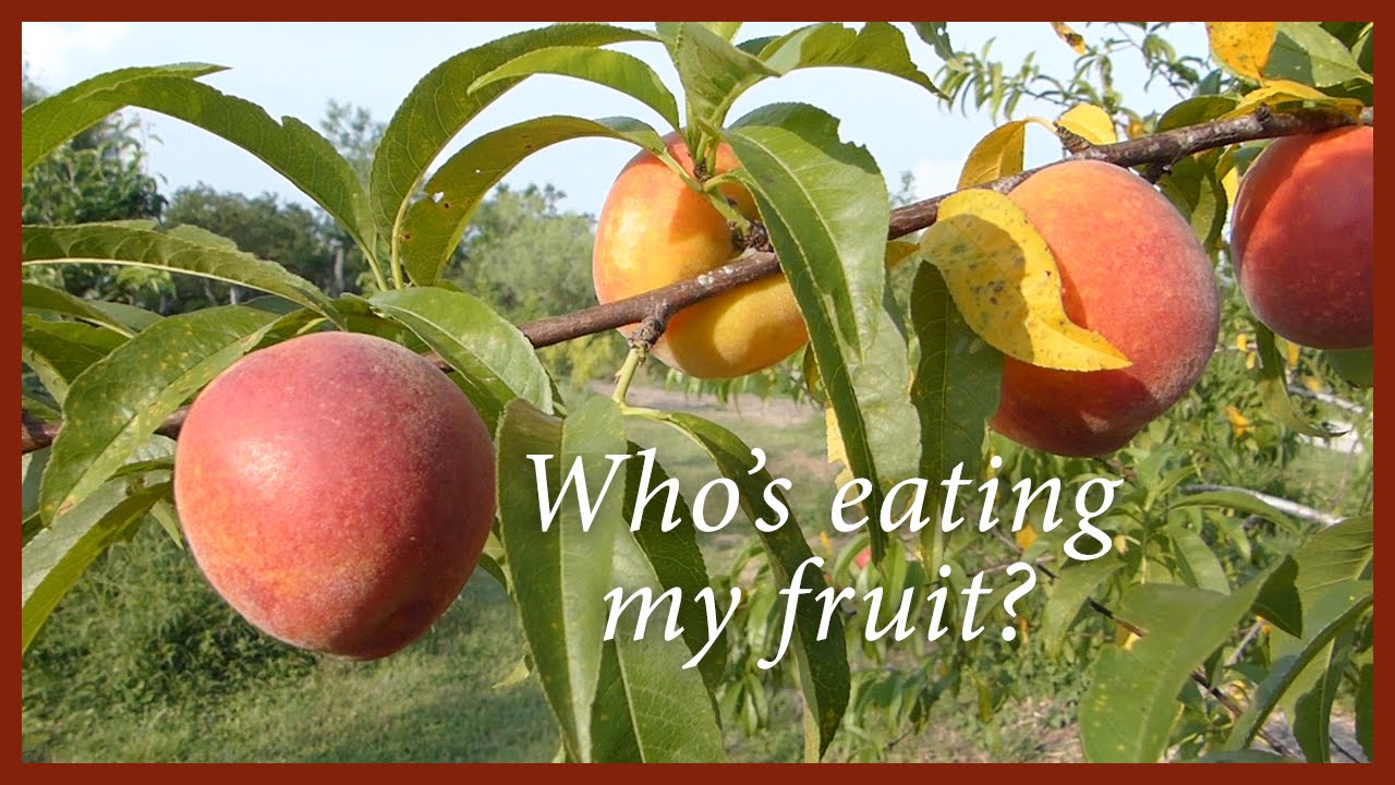 Harvesting Nectarines in an Organic Orchard: Who's picking at my fruit?