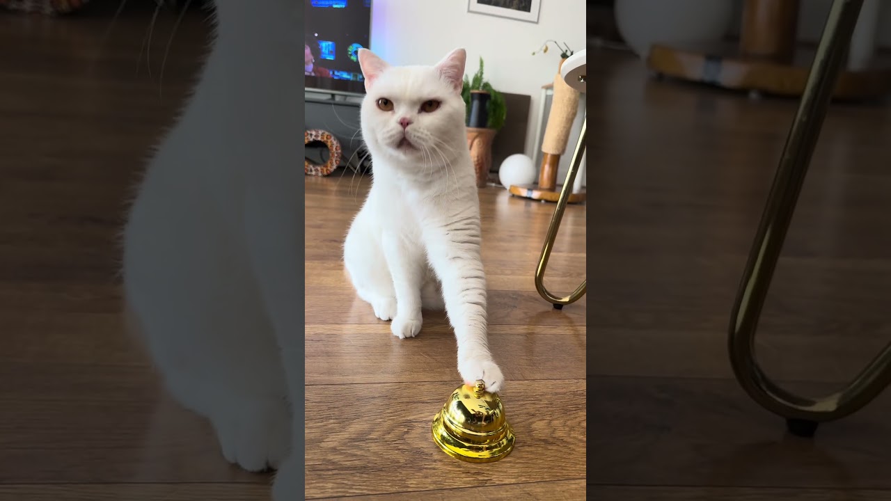 🛎️😻 #catshorts #cute #funnyanimals #catsofyoutube #catsofinstagram #cats #catvideos #cat
