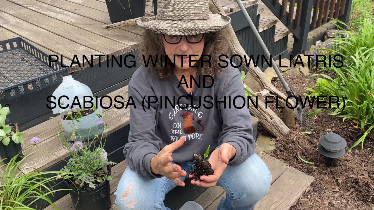 PLANTING WINTER SOWN LIATRIS (BLAZING STAR) AND SCABIOSA (PINCUSHION FLOWER)🌞