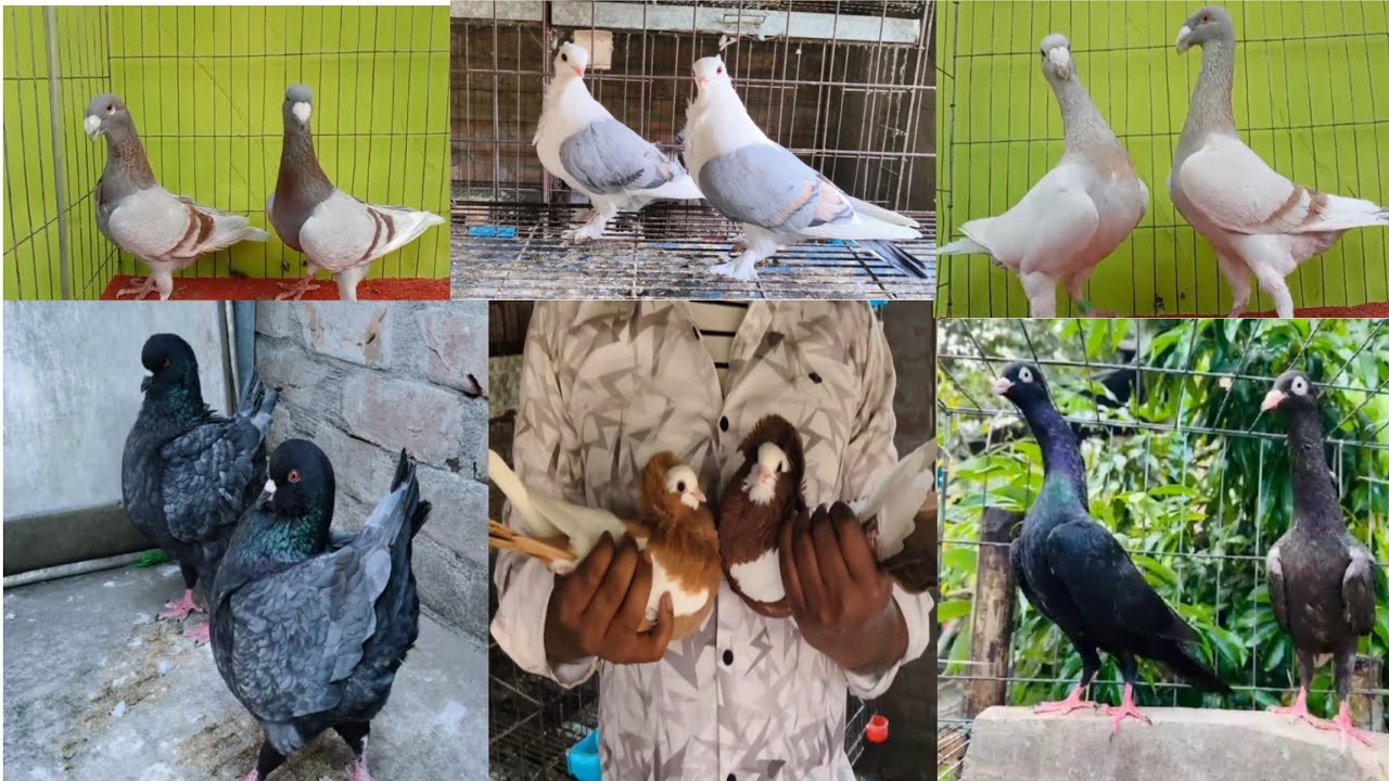 #fancy kobutar selling video in Indian #pigeon selling video in Indian #Ayan pigeon fram 