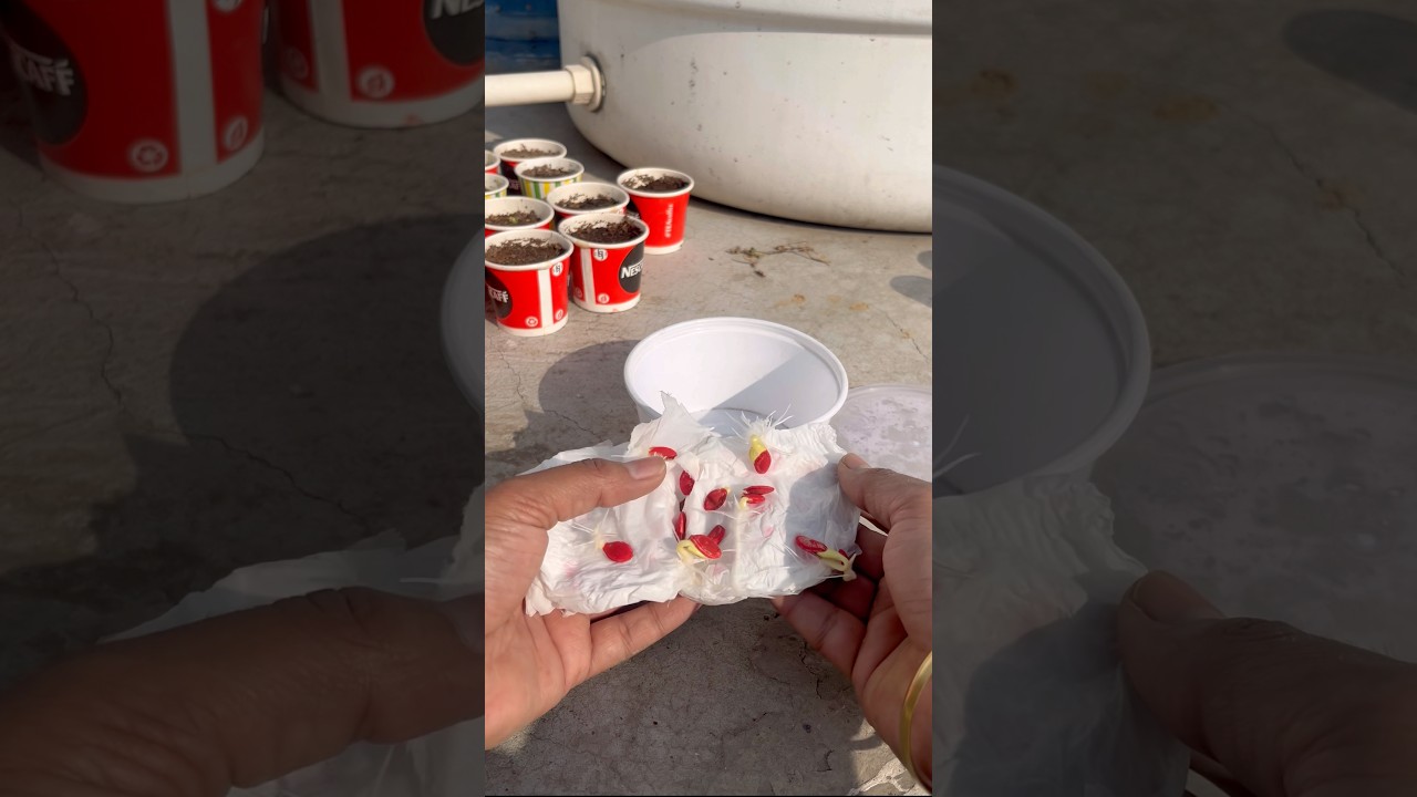 Fast germination ke liye best method #terrace #garden