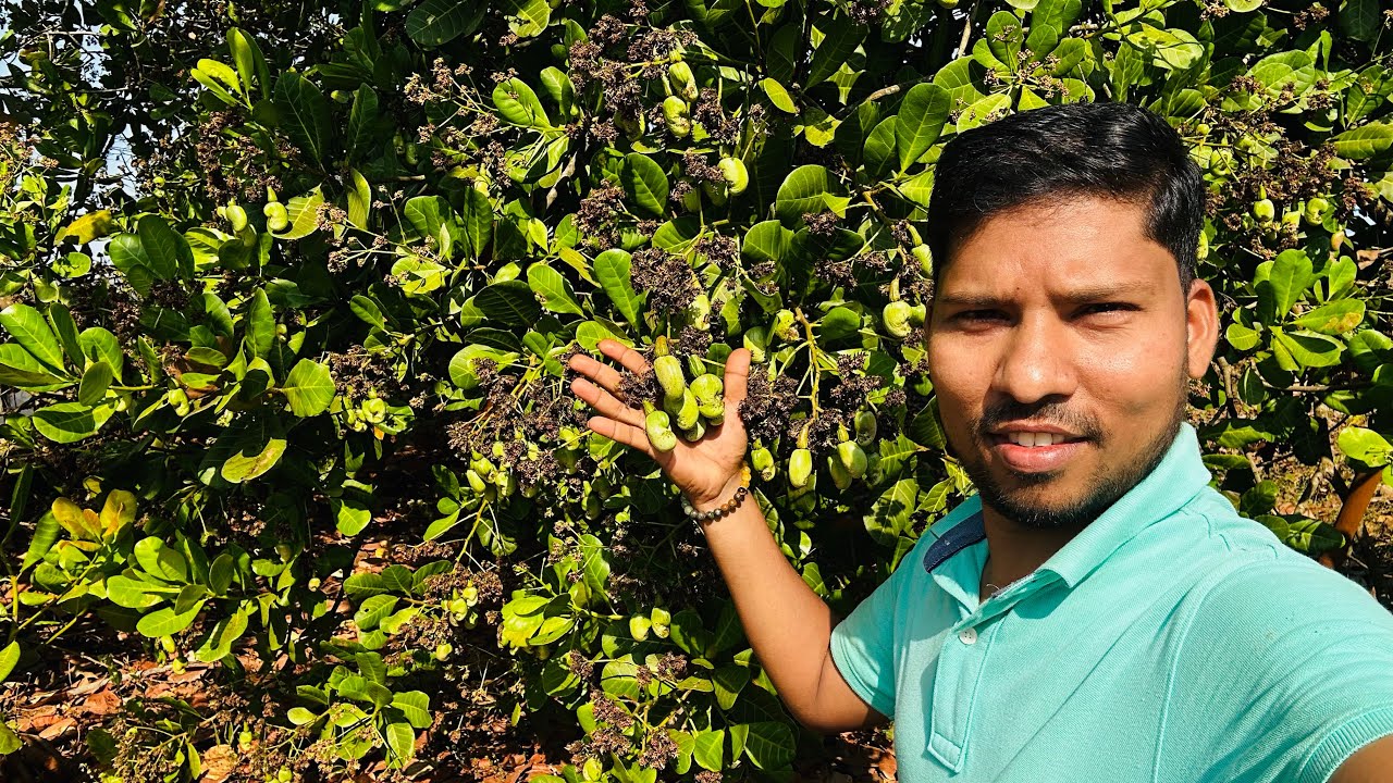 3 वर्षापूर्वी  लावलेली काजूची झाडे | मेहनतीच फळ @UPDESHYESARE 