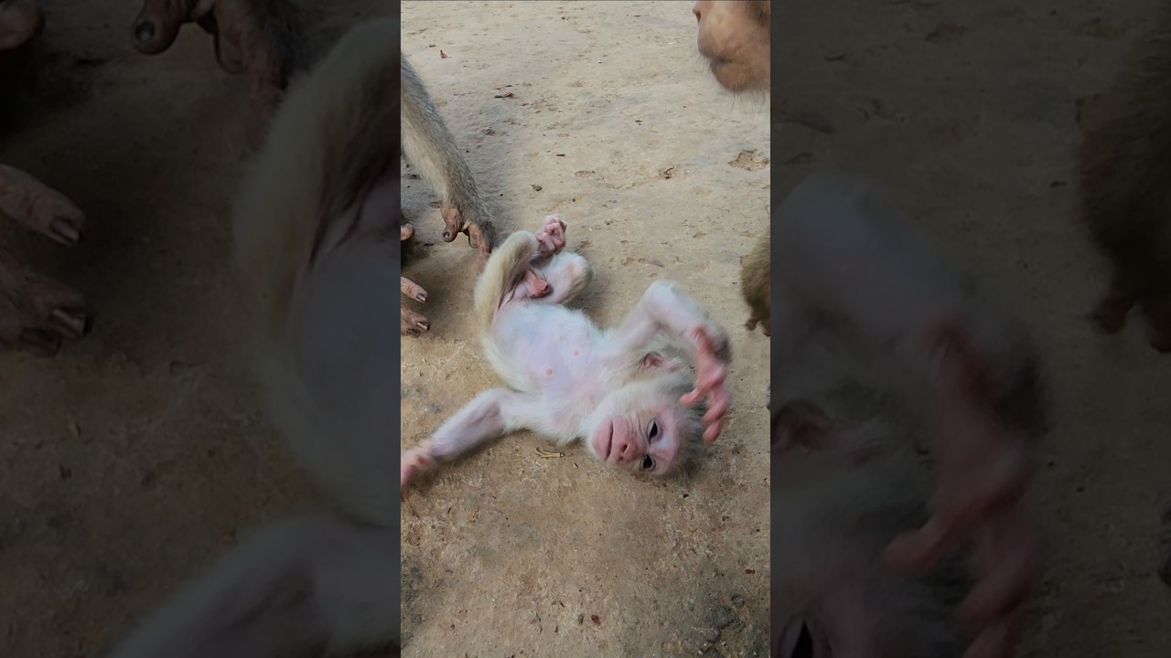 if baby monkey Levy can get up and walk #shorts #shortvideo #short #monkey